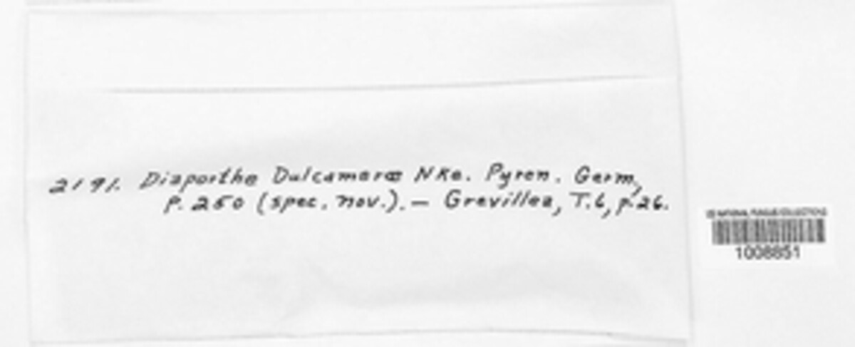 Diaporthe dulcamarae image